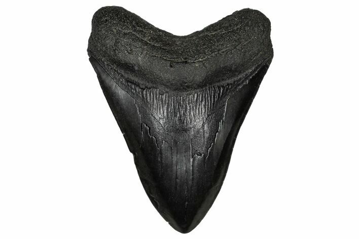 Fossil Megalodon Tooth - South Carolina #340292